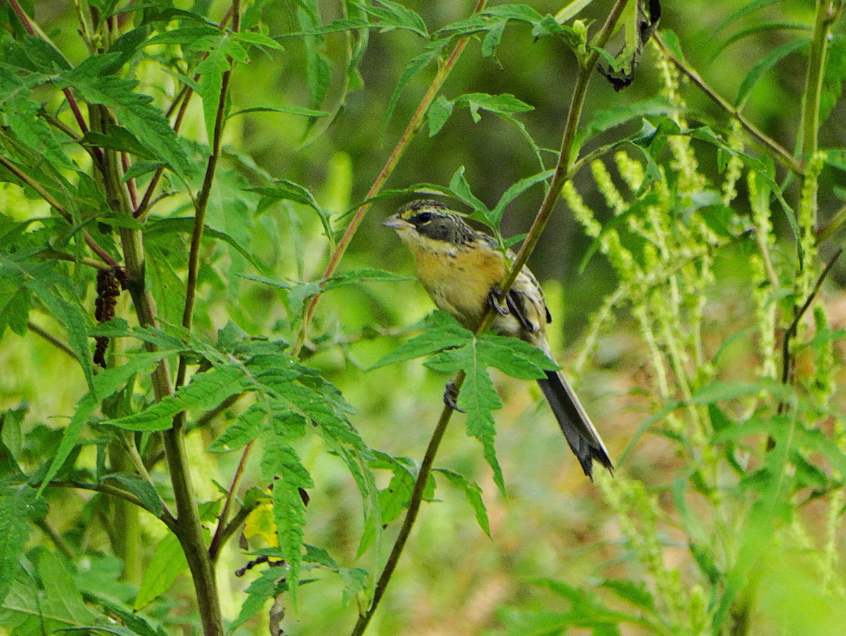 Riedammertangare - ML647226414