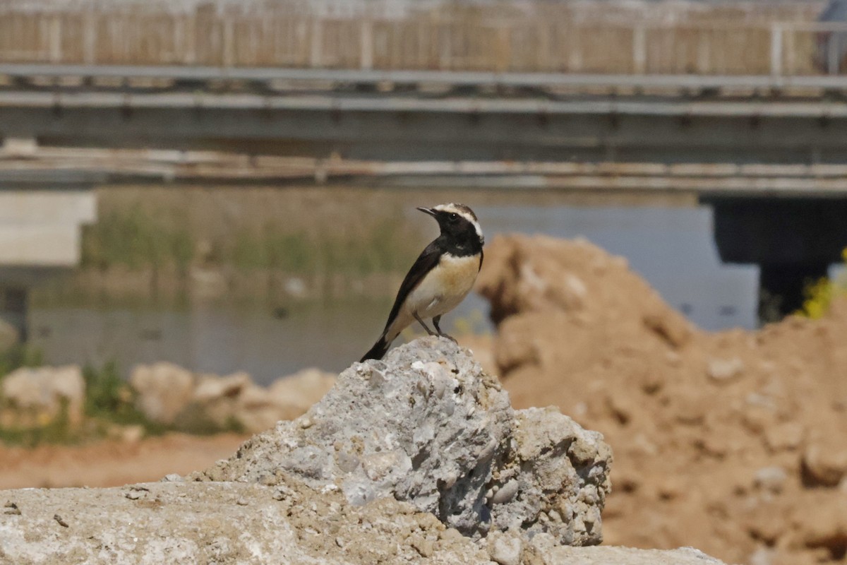 Zypernsteinschmätzer - ML647226415