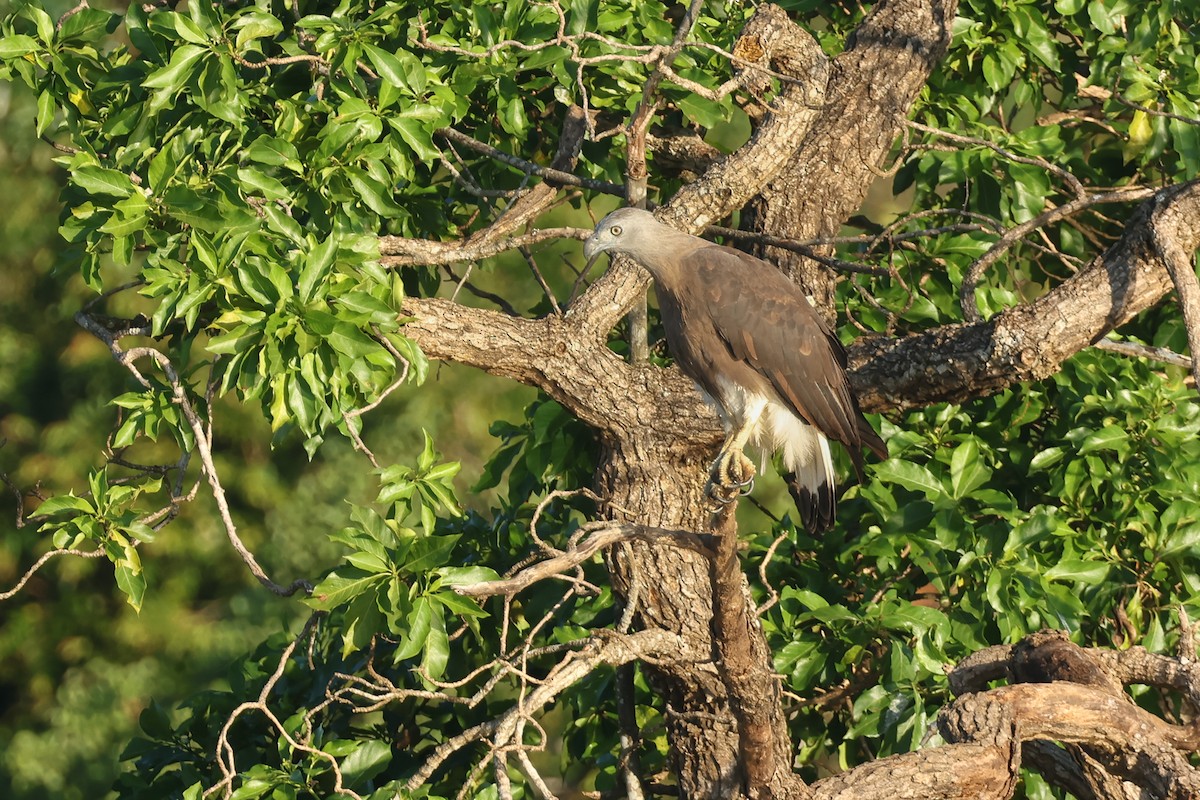Graukopf-Seeadler - ML647226416