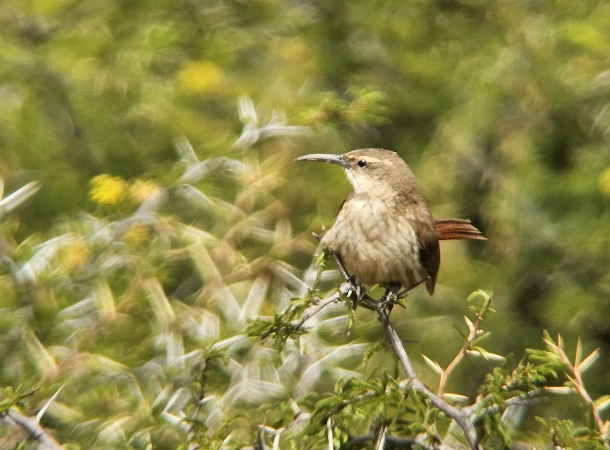 Rostschwanz-Erdhacker - ML647226417