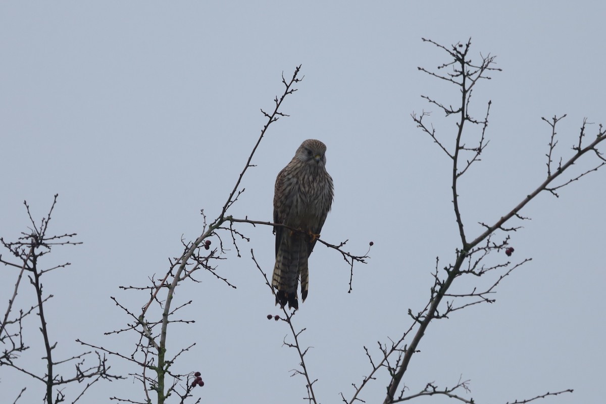 Turmfalke - ML647226418