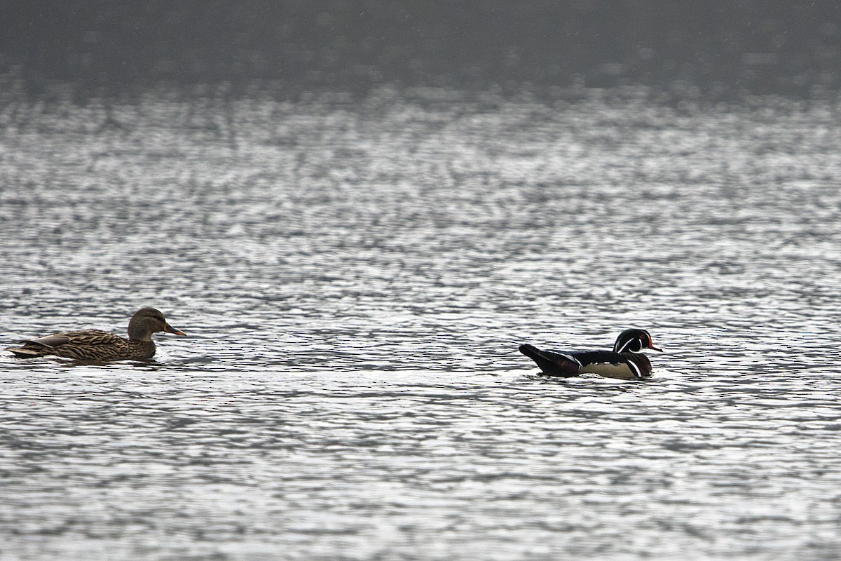 kachnička karolínská - ML647226419