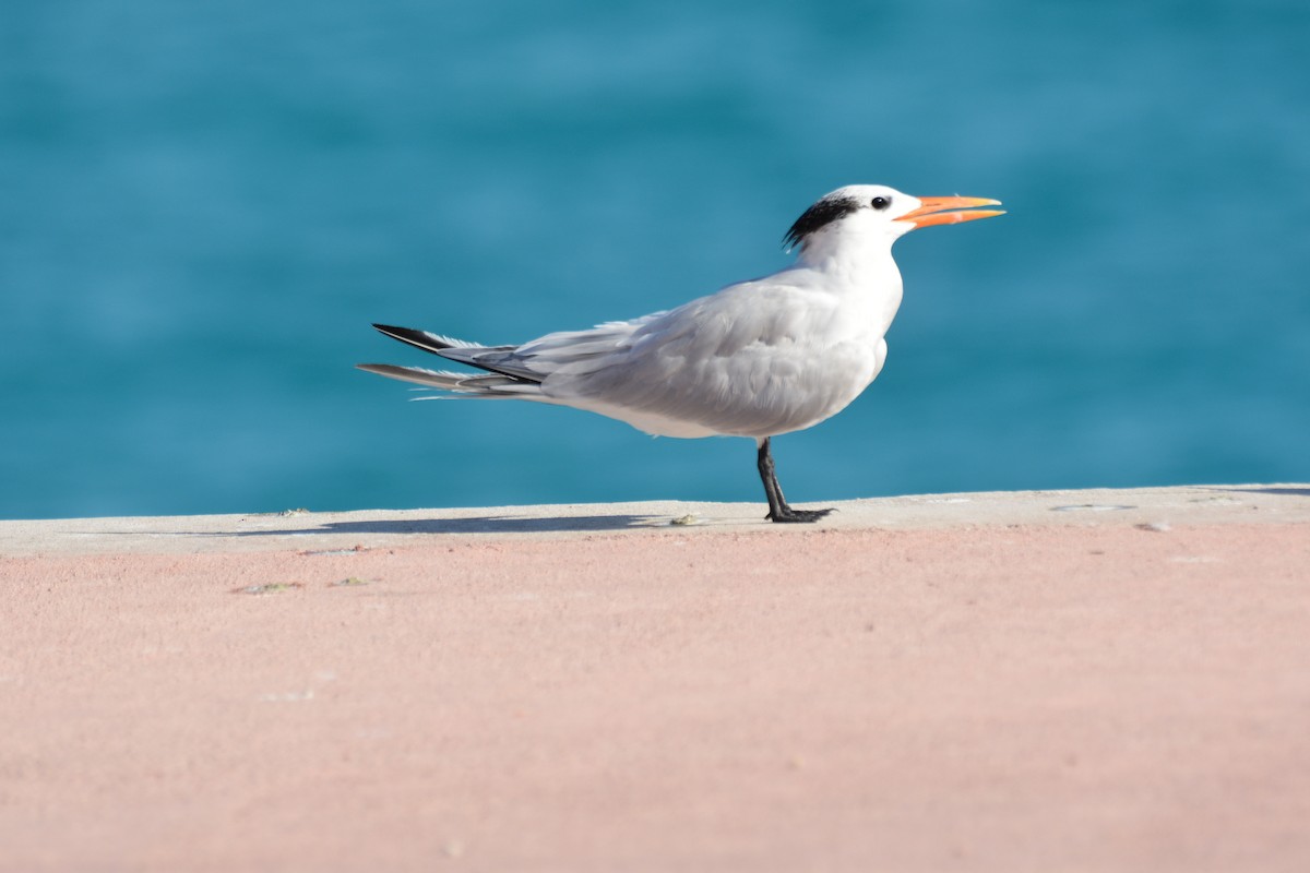 Крячок королівський - ML647226421