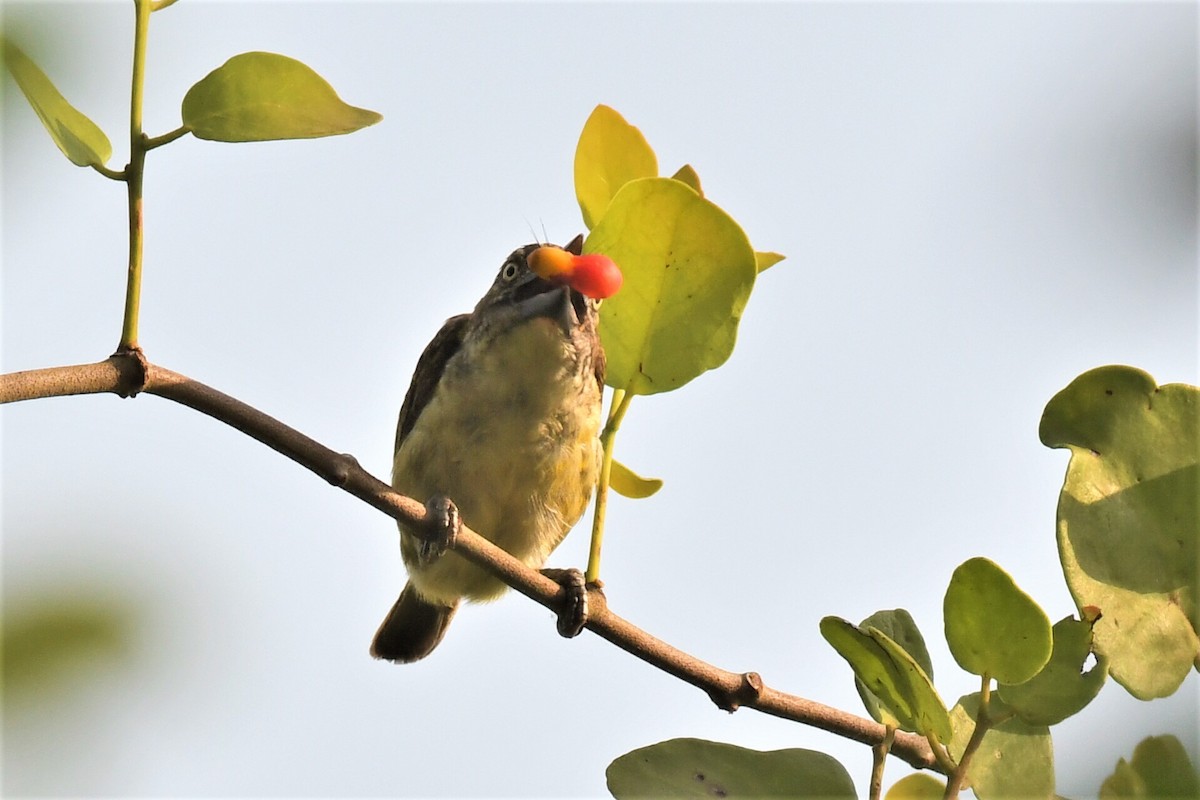 Schuppenbartvogel - ML647226423