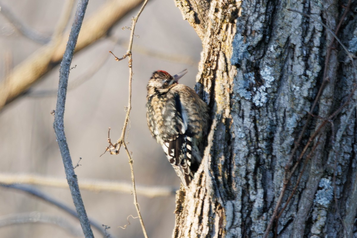 Gelbbauch-Saftlecker - ML647226424