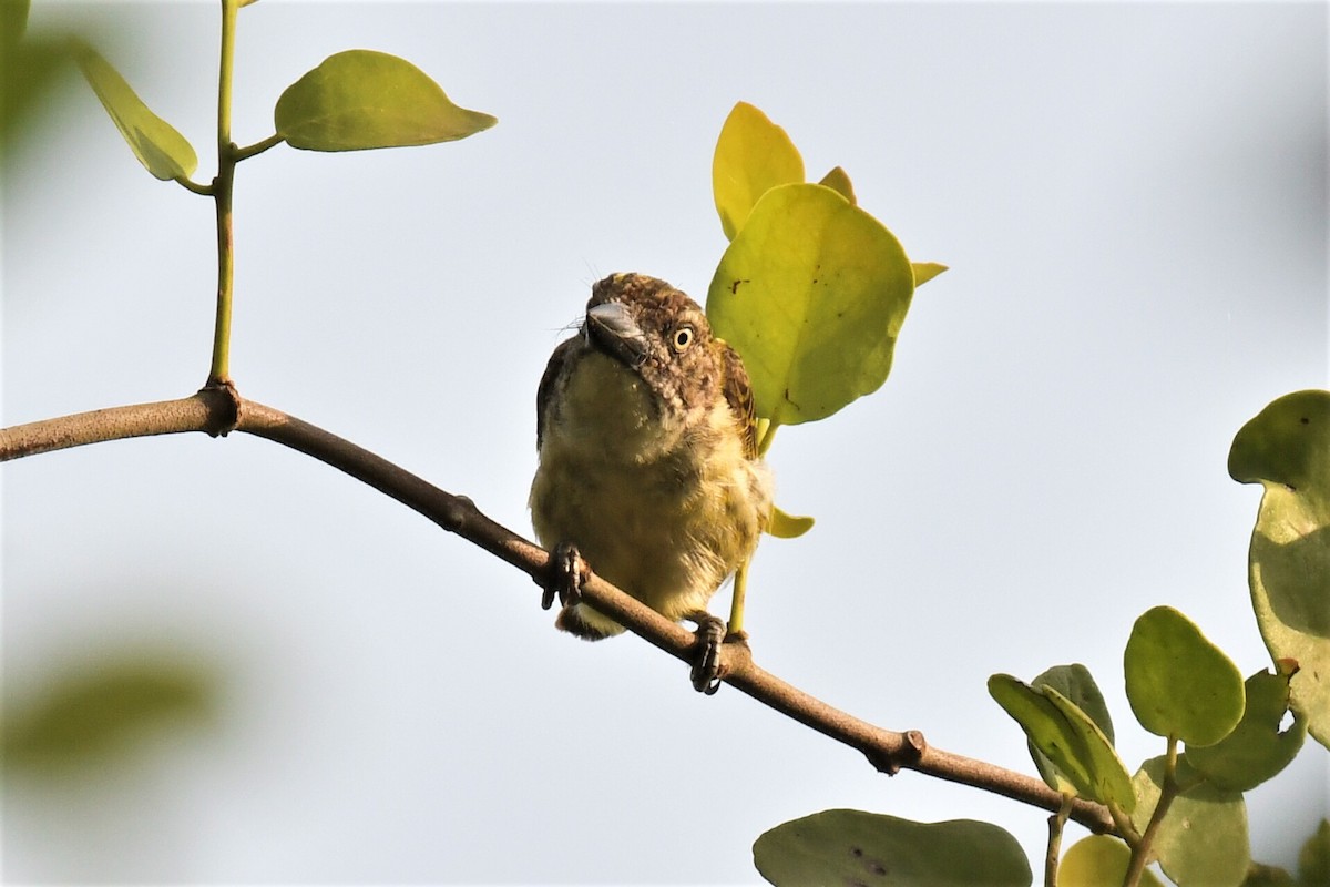 Schuppenbartvogel - ML647226426