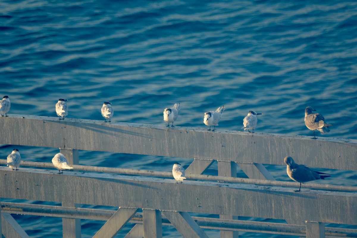 Крячок рябодзьобий - ML647226433