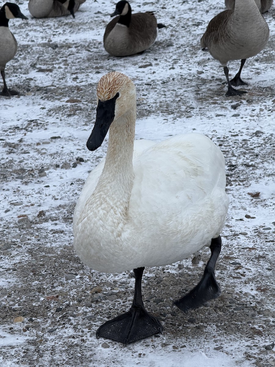 Trumpeter Swan - ML647226444