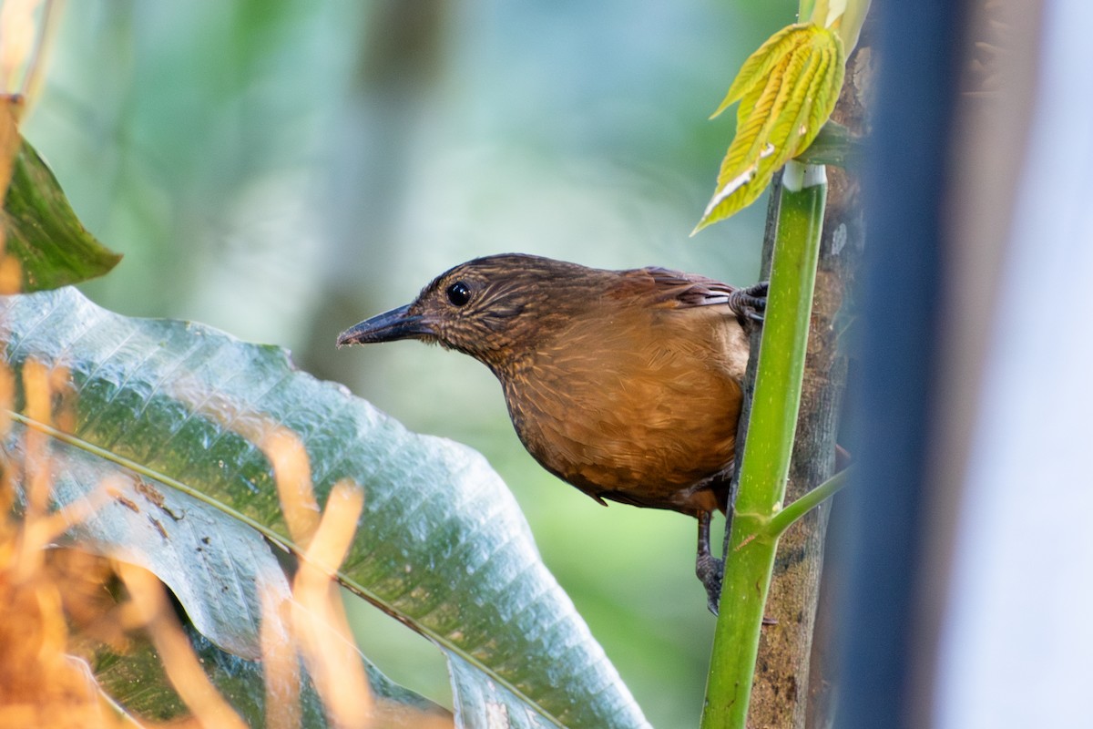 Streak-capped Treehunter - ML647226446