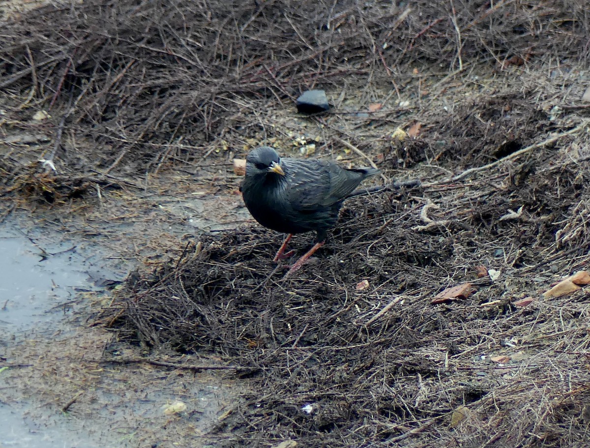 Étourneau unicolore - ML647226448