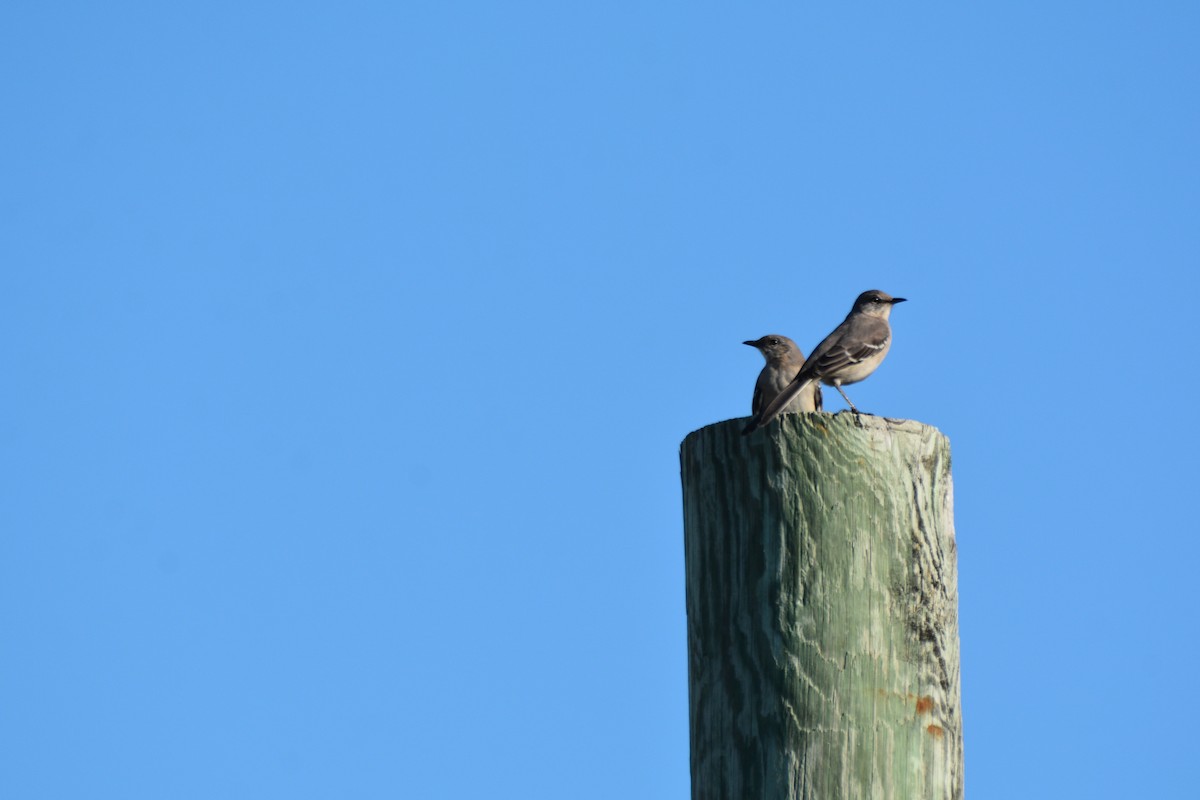 Пересмішник багатоголосий - ML647226456