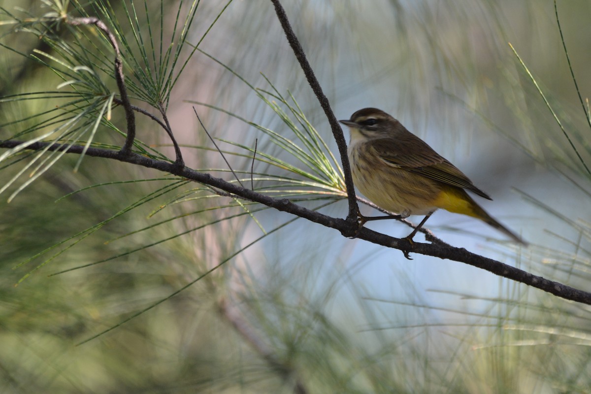 Пісняр-лісовик рудоголовий - ML647226471