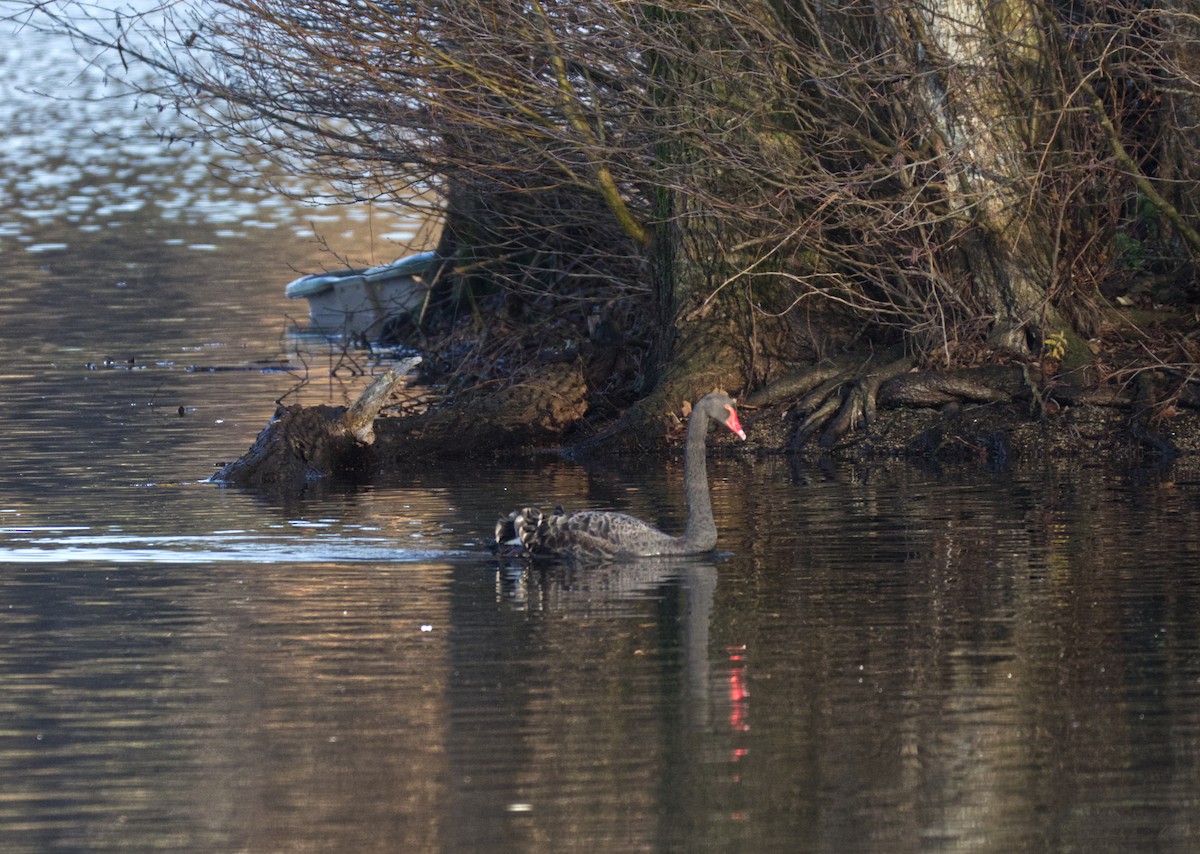 Black Swan - ML647226473
