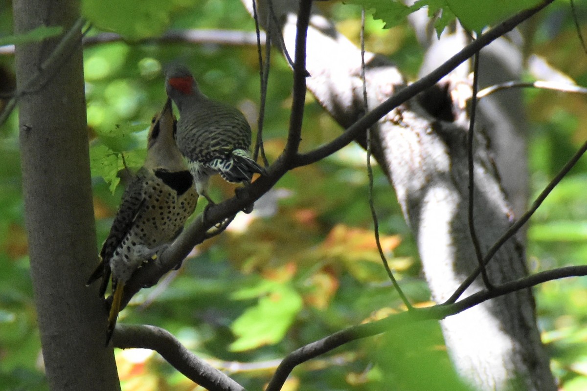 Northern Flicker (Yellow-shafted) - ML647226477