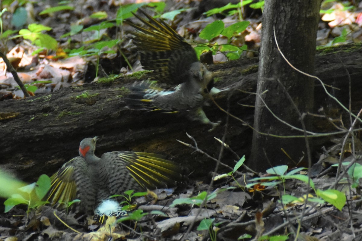 Northern Flicker (Yellow-shafted) - ML647226478