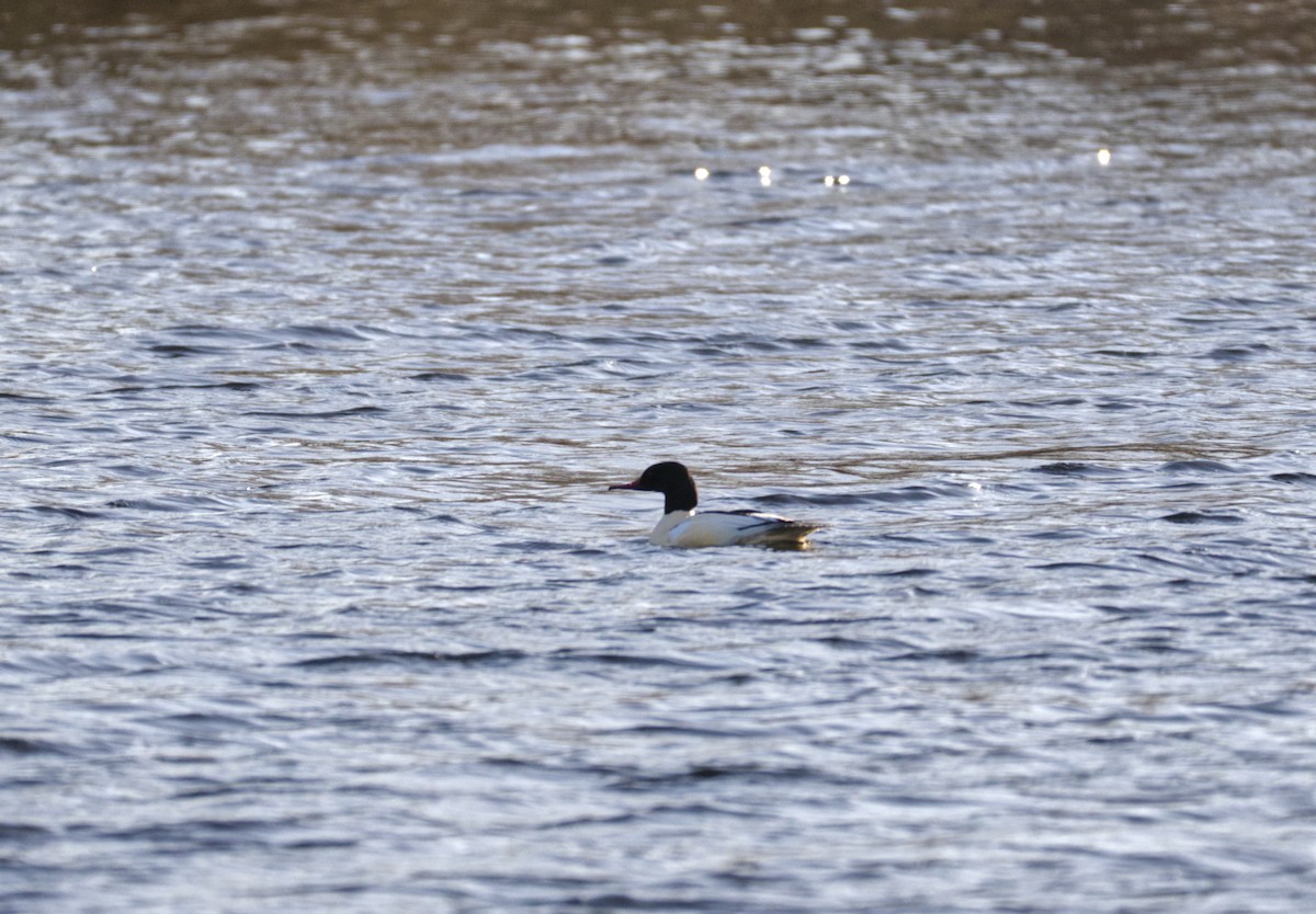 Common Merganser - ML647226479