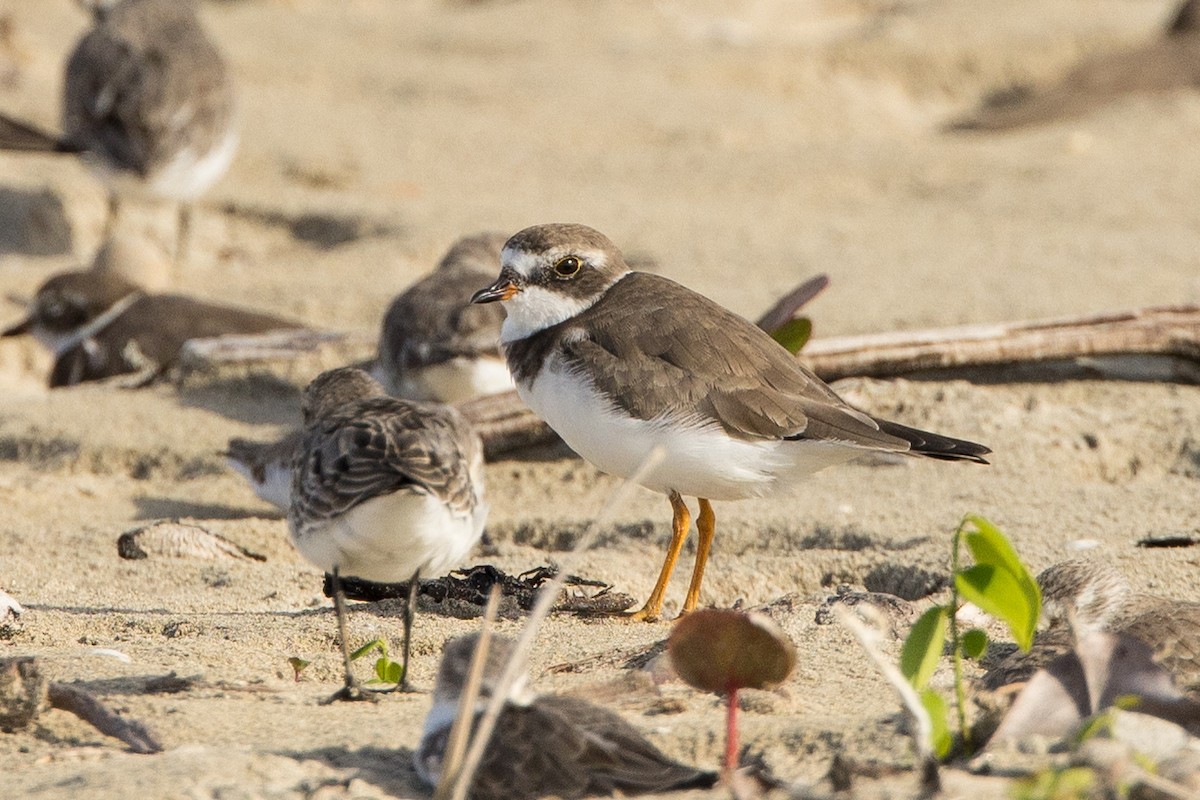 Semipalmated Plover - ML647226480