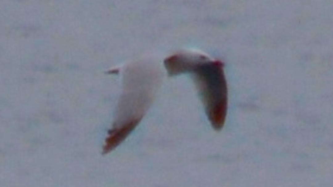 Ada Martısı - ML647226490