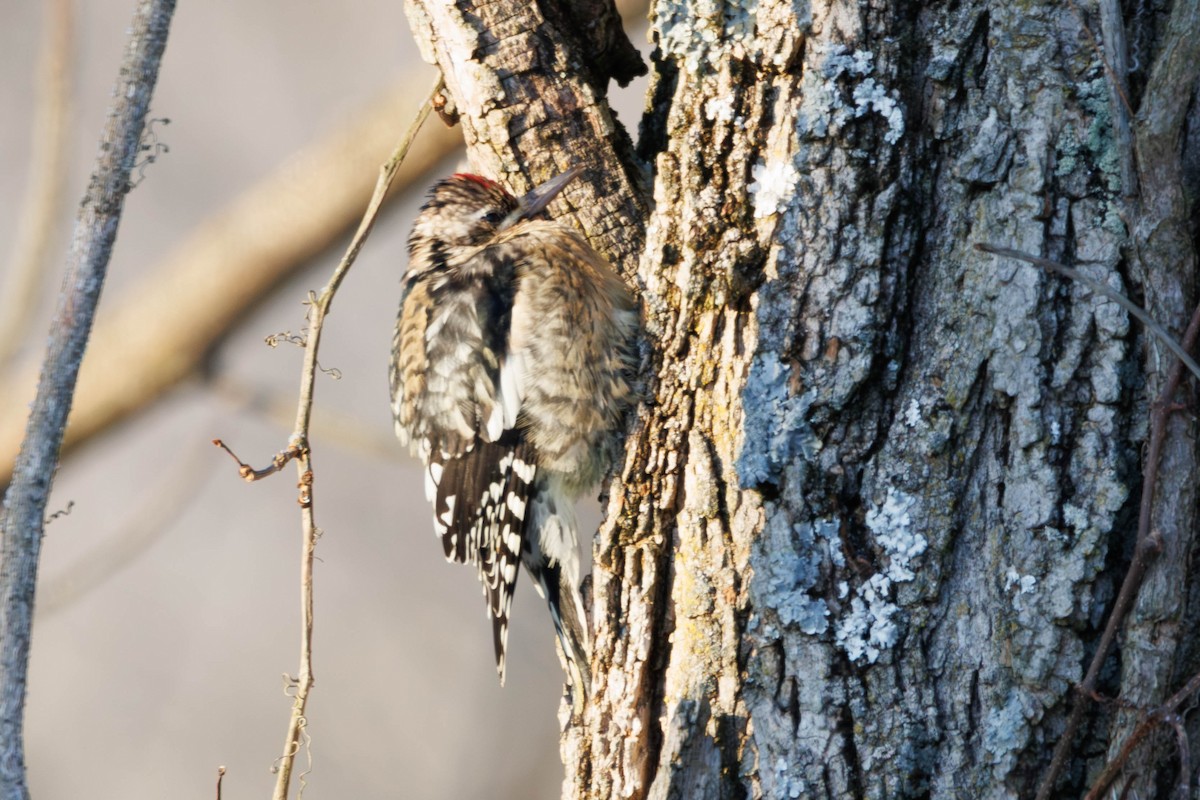 Yellow-bellied Sapsucker - ML647226493