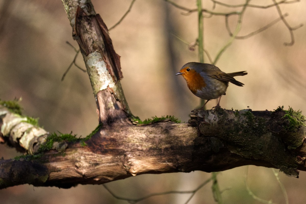 European Robin - ML647226508