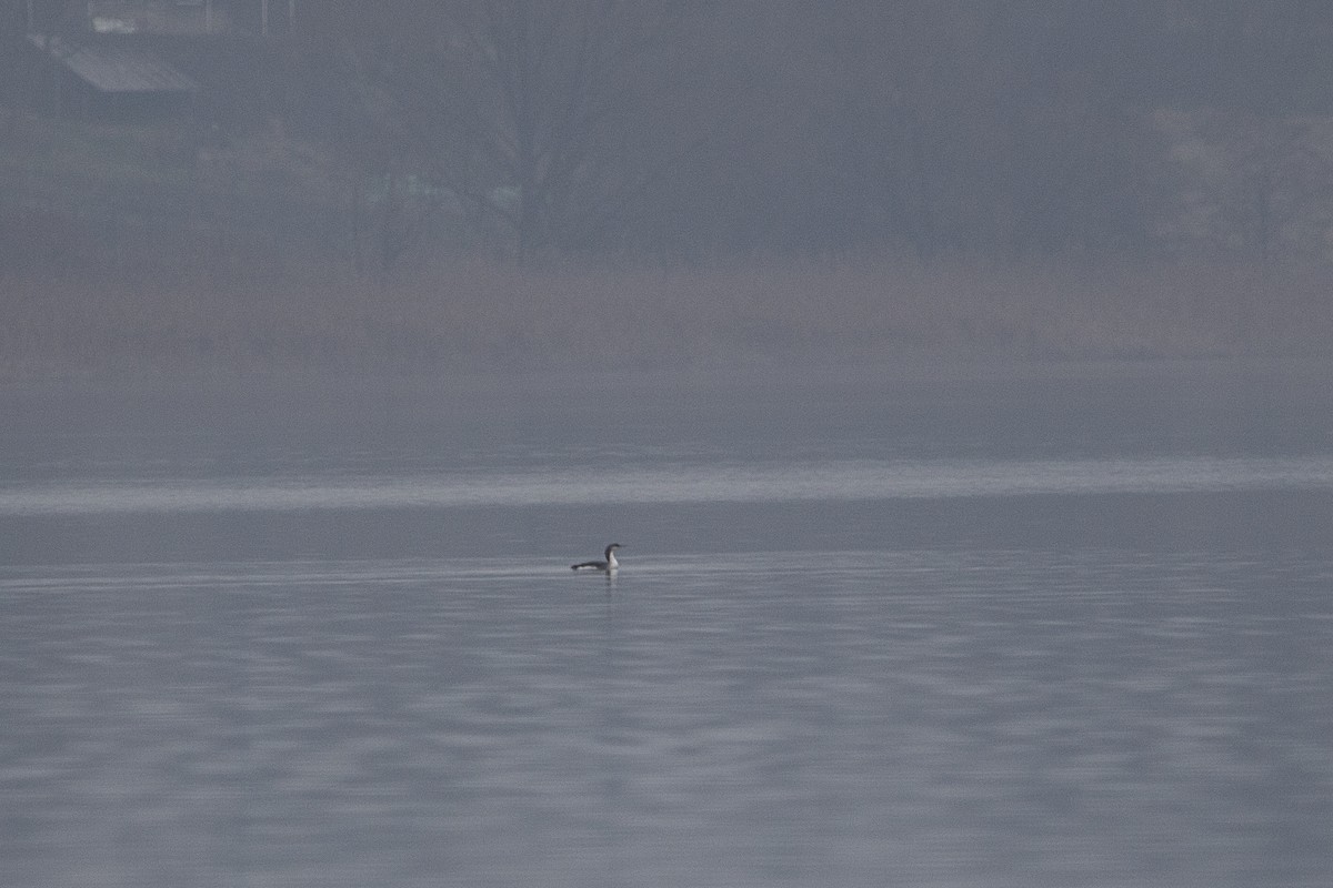 Arctic Loon - ML647226520