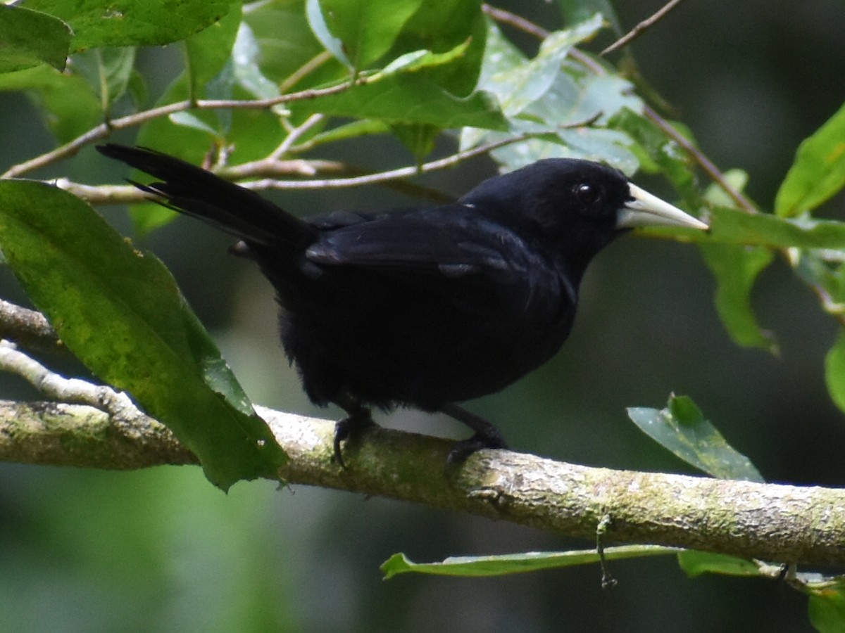 Solitary Black Cacique - ML647226536