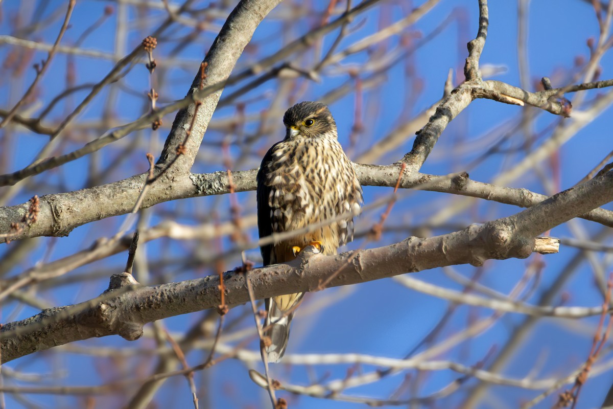 Merlin - ML647226537