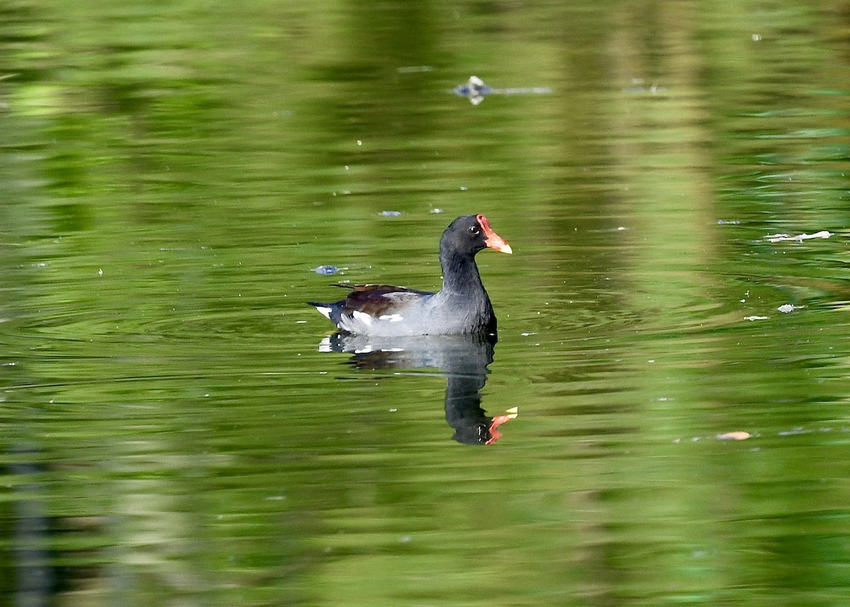 Common Gallinule - ML647226538