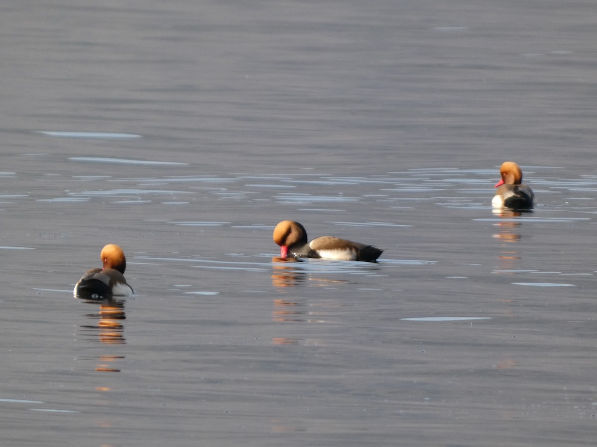 Red-crested Pochard - ML647226540