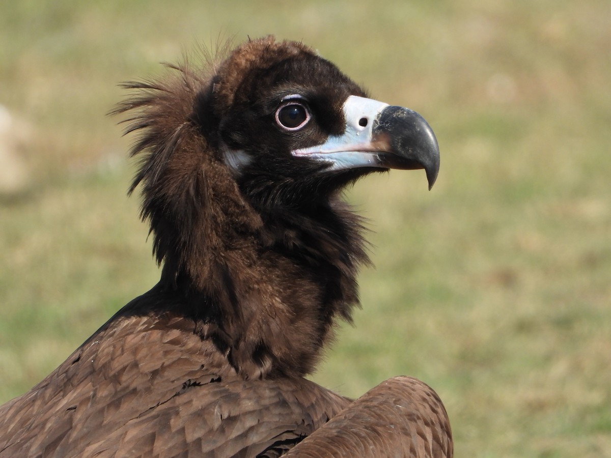 クロハゲワシ - ML647226541