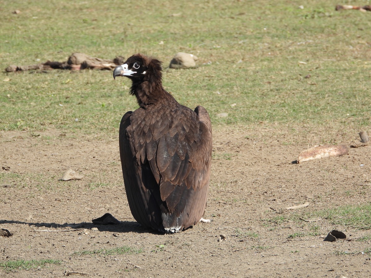 クロハゲワシ - ML647226542