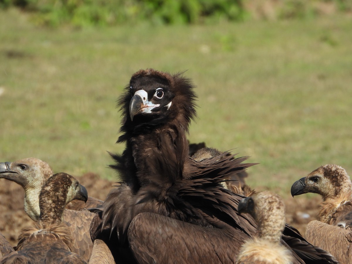 クロハゲワシ - ML647226543