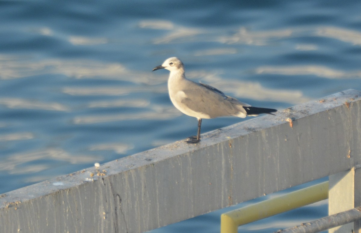 Мартин карибський - ML647226550