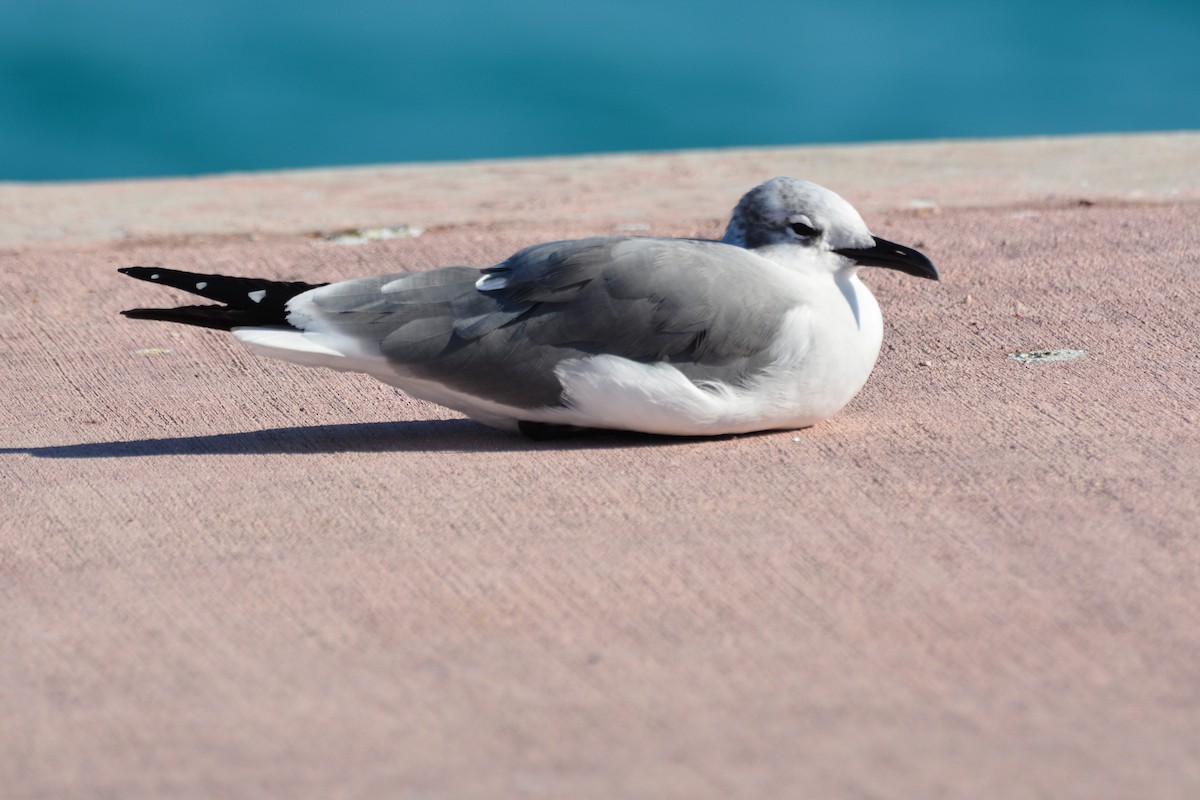 Мартин карибський - ML647226551