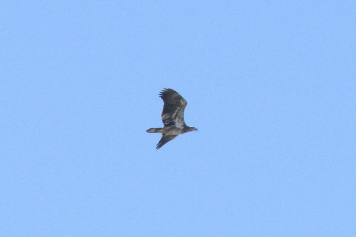 Bald Eagle - ML647226554