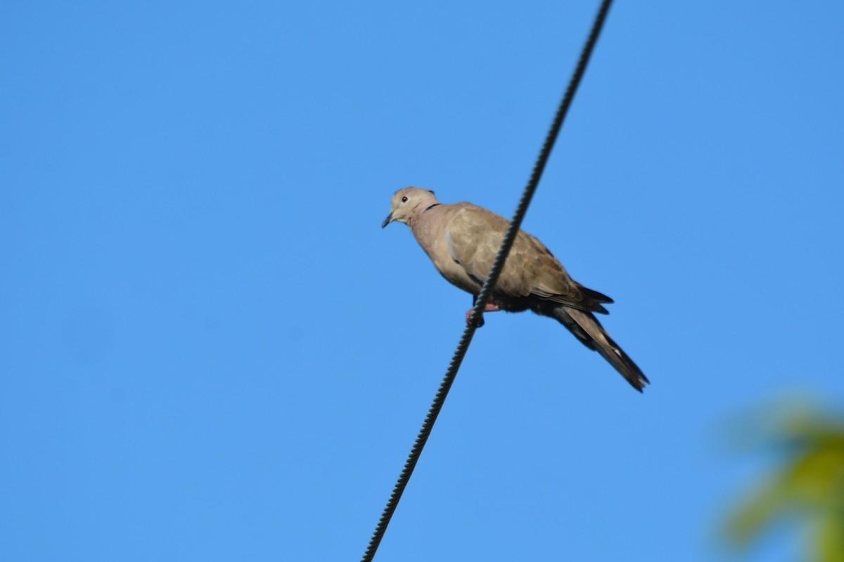 Горлиця садова - ML647226559