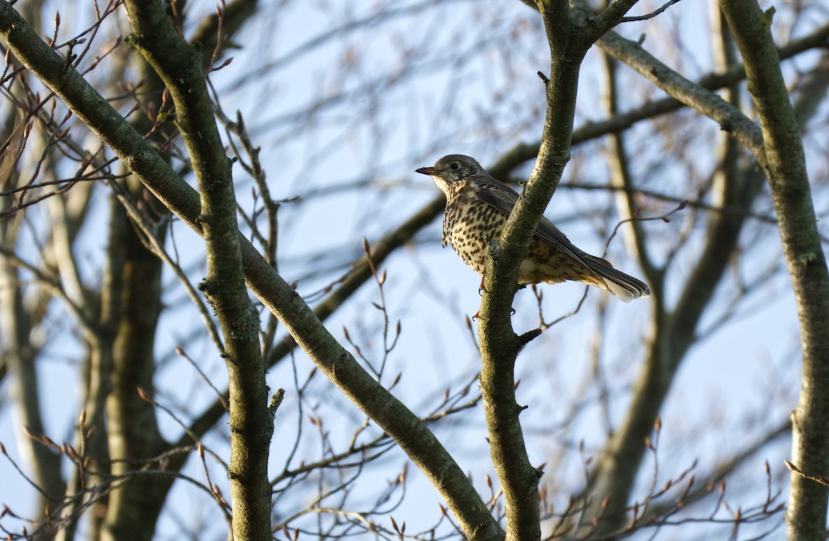 Mistle Thrush - ML647226570