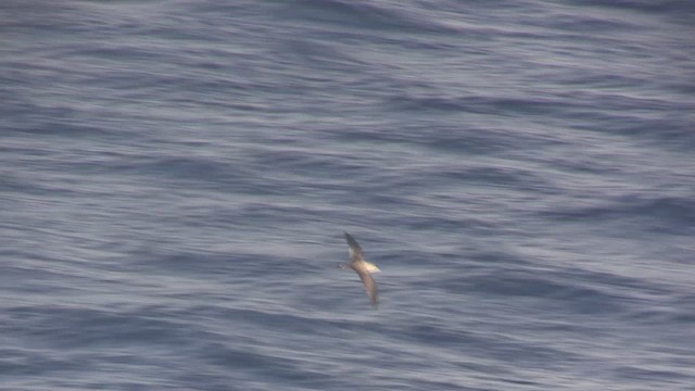 Cory's Shearwater - ML647226578