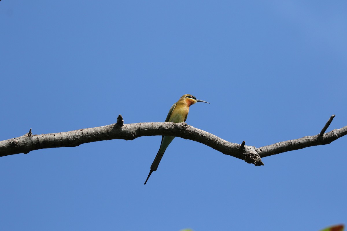 栗喉蜂虎 - ML647226580