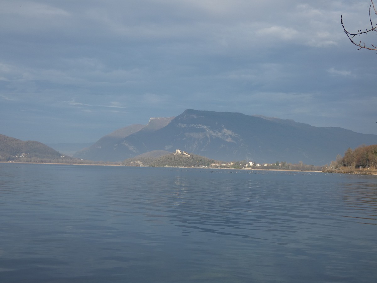 Red-crested Pochard - ML647226581