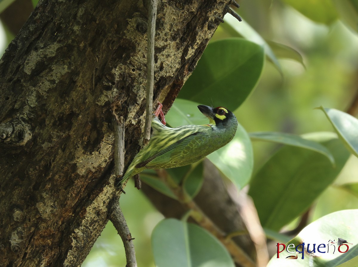 Coppersmith Barbet - ML647226594