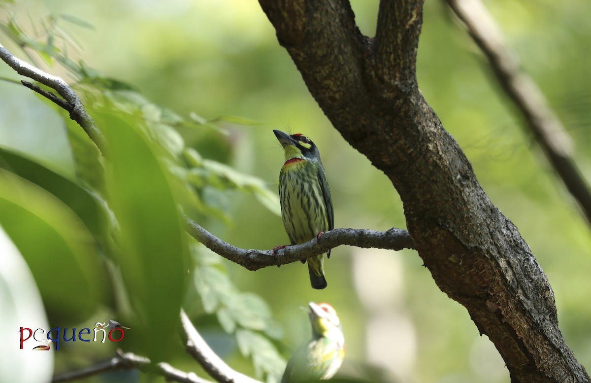 Coppersmith Barbet - ML647226595