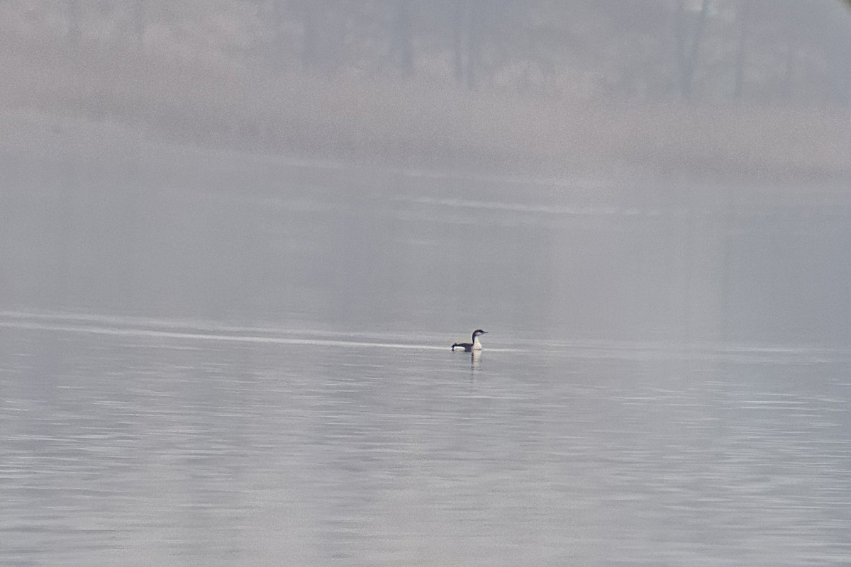 Arctic Loon - ML647226596