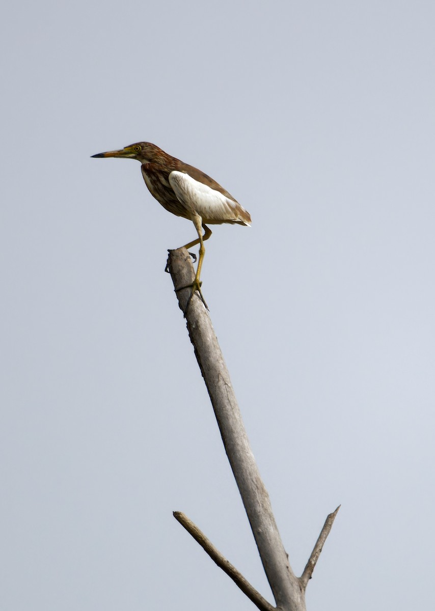 Chinese Pond-Heron - ML647226598
