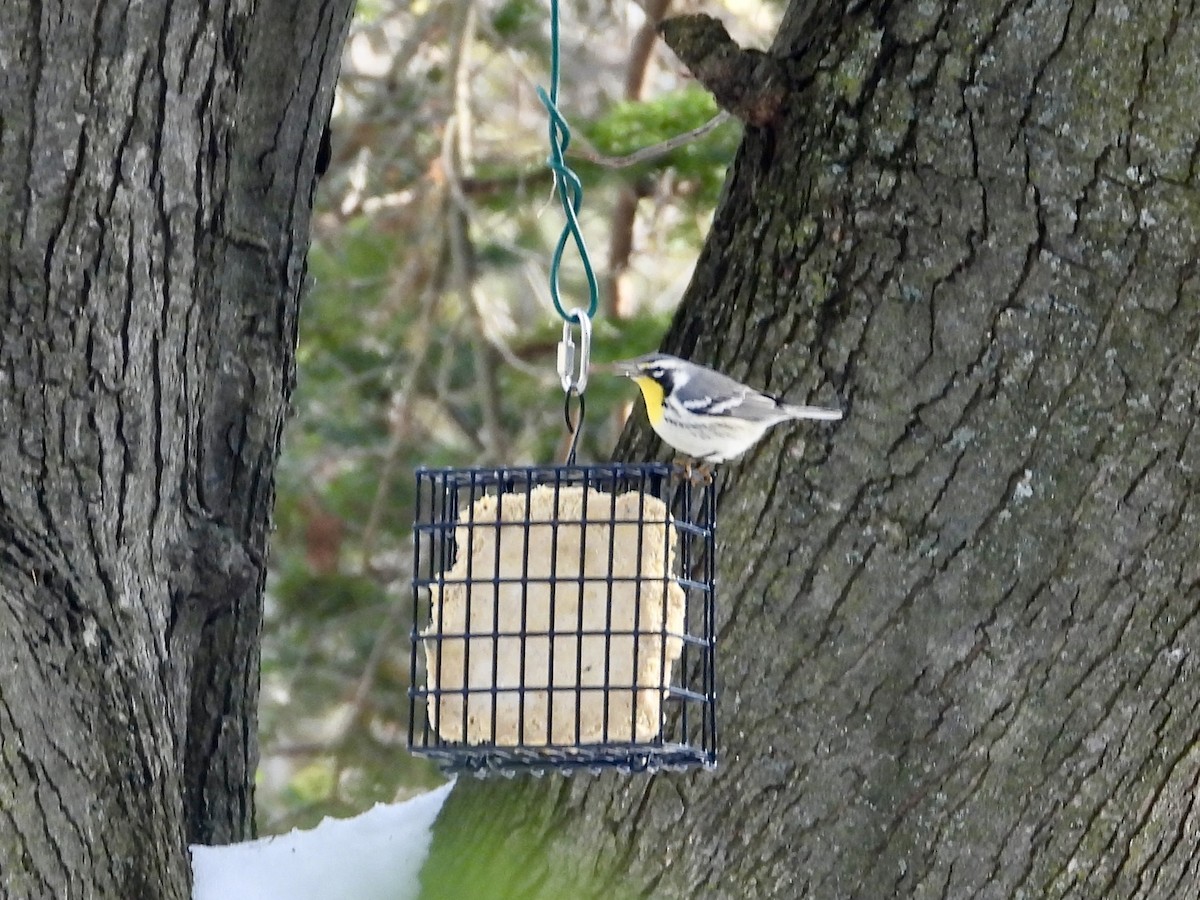 Yellow-throated Warbler - ML647226599