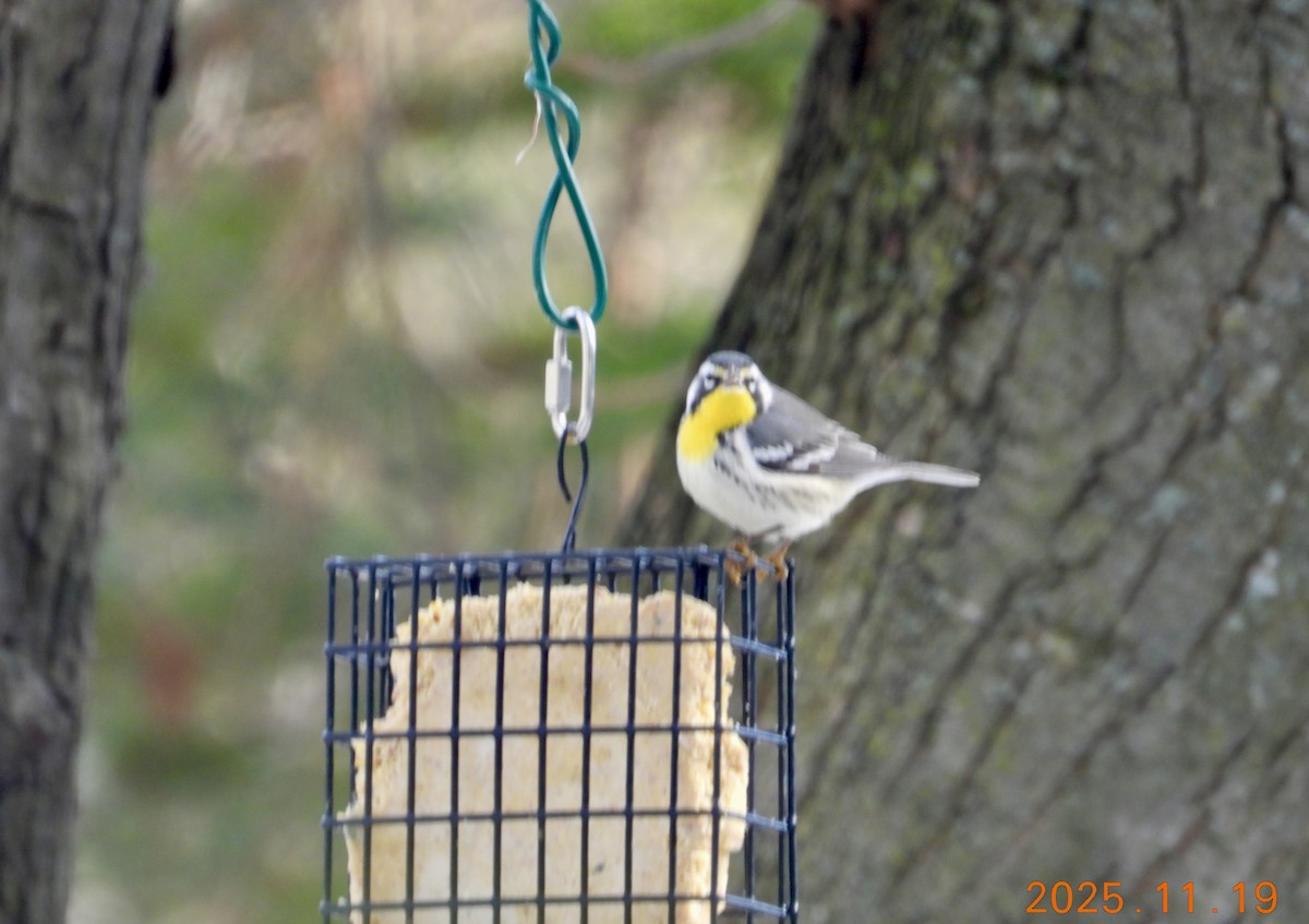 Yellow-throated Warbler - ML647226600