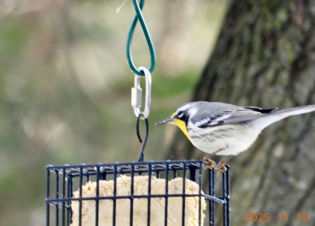 Yellow-throated Warbler - ML647226601
