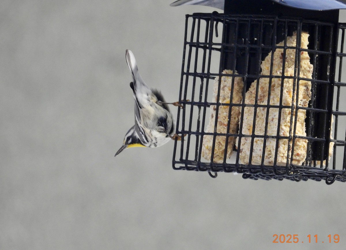 Yellow-throated Warbler - ML647226602