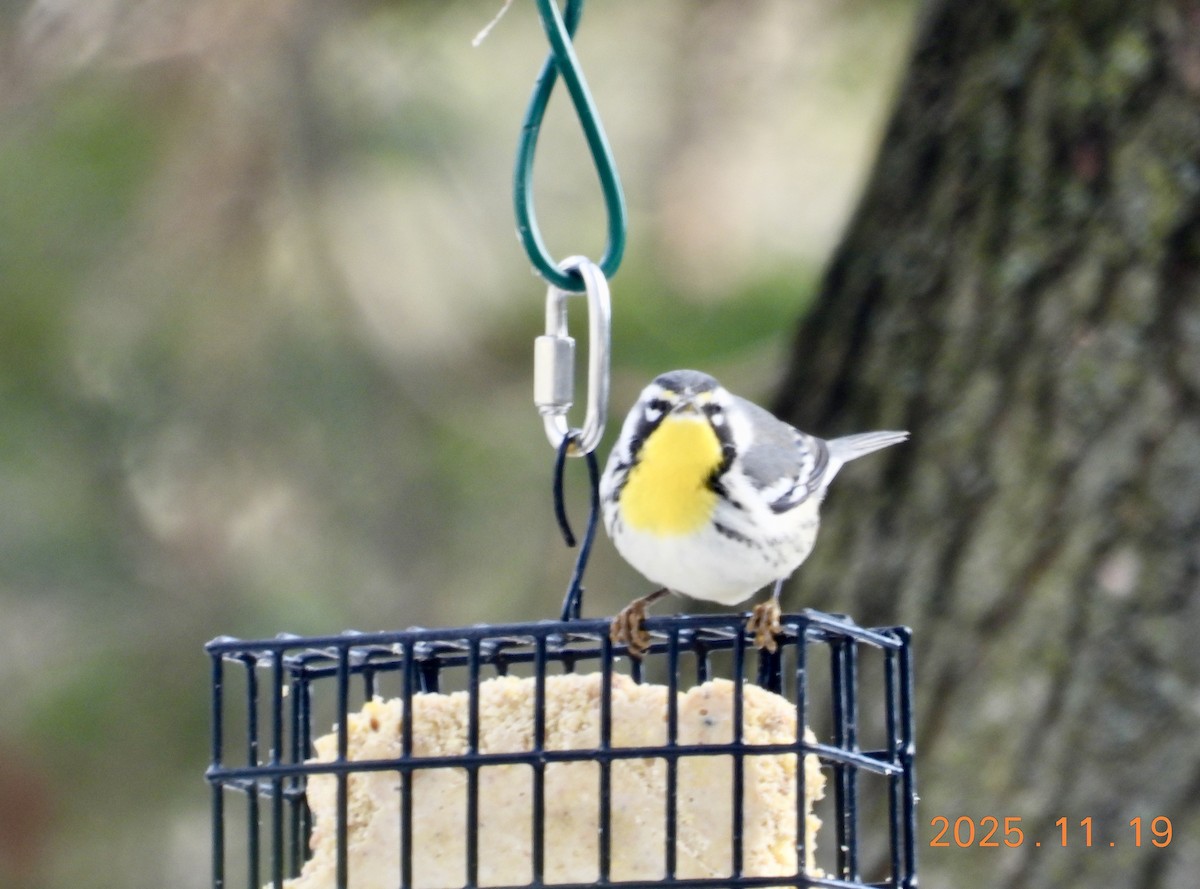 Yellow-throated Warbler - ML647226603