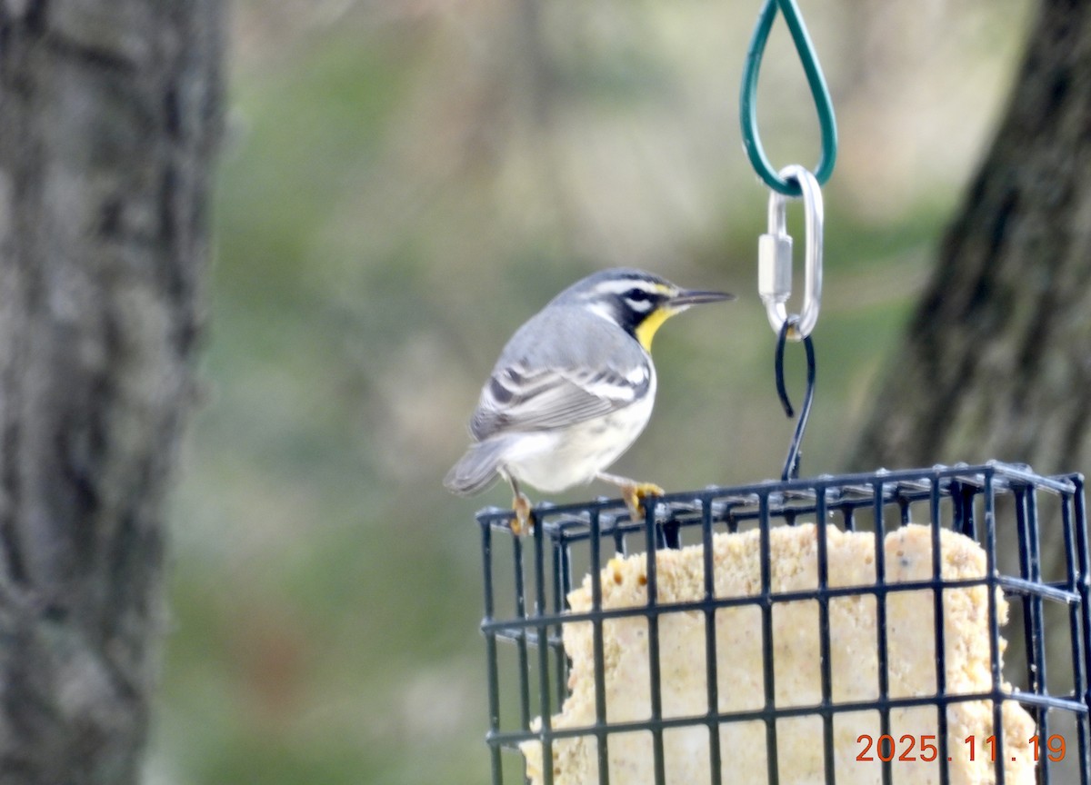 Yellow-throated Warbler - ML647226604
